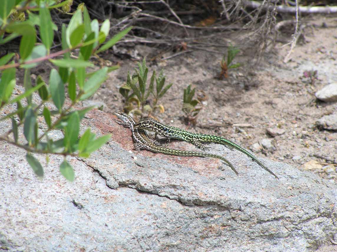 Podarcis tiliguerta